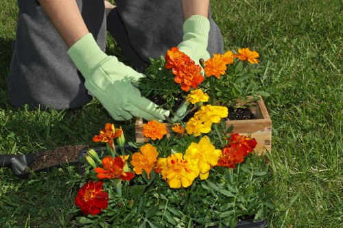 Professional hedge maintenance for a residential hedge in Holborn