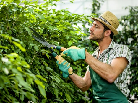 Local arborist assessing a tree near a central London building in Holborn
